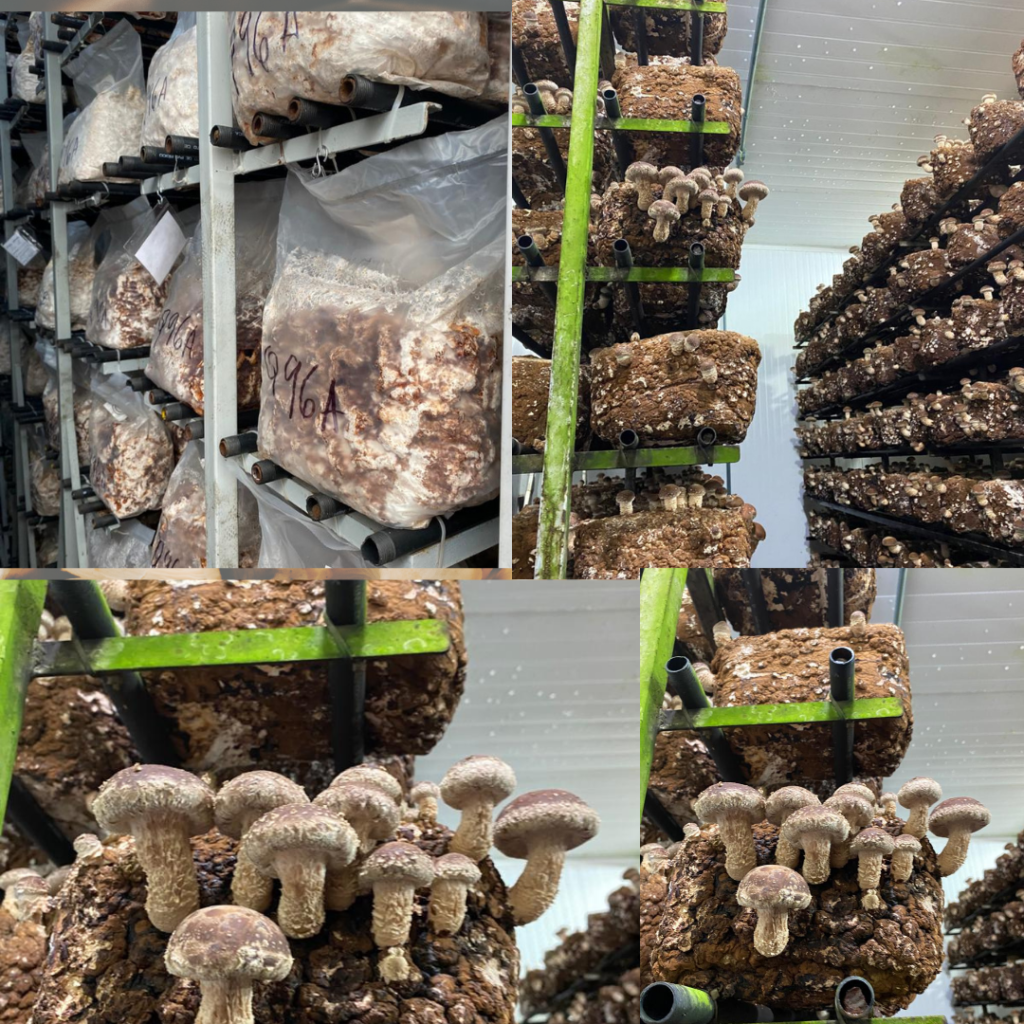 480 COGUMELOS POR CUSTO 0 🍄 NOVO COMBO INFINITO COM CONCHIANOS E MOCHILA